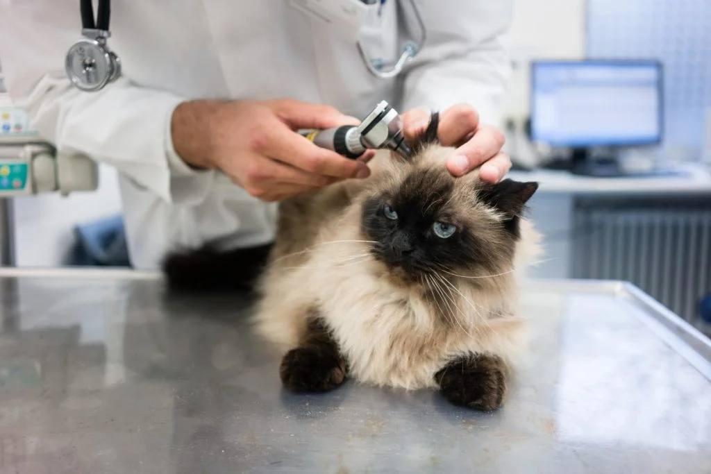 36357810_veterinarian-examining-cat-1024x683